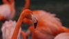 druipen flamingo
