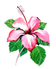Hibiscus bloem