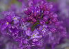 Dromerige Lilac