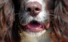 gezonde gelukkige hond neus