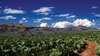 Boerderij Irrigatie in de Drakens