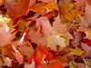 Achtergrond van Autumn Leaves