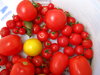 tomaat bak (4)