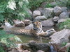 tijger ontspannen in de stroom