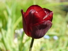 rode tulp
