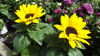 helianthus 'zon sensatie'