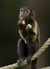 kleine aap bidden