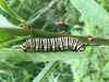 Monarch vlinder rups