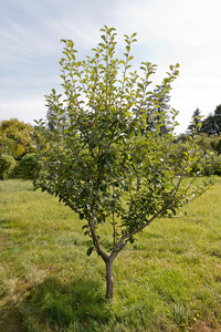 jonge appelboom