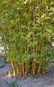 bamboe klont1