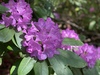 roze rododendron