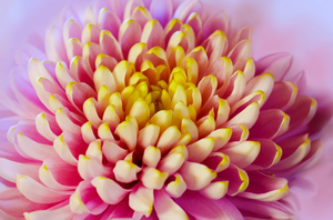 chrysanthemum kleuren