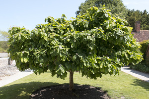 mispel fruitboom