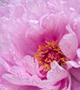 roze pion