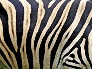zebra: 