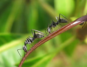 Mieren op een blad