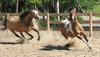 Paarden op spelen 2