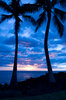 Palmbomen na zonsondergang