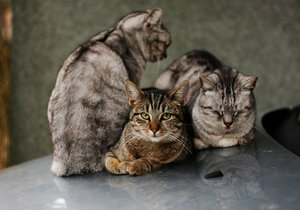 drie katten: 