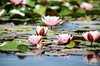 Waterlelie