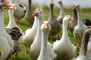Geese Gang 1