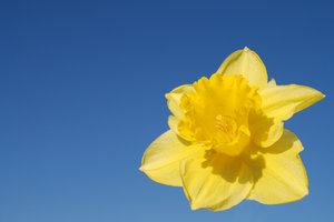 Wild daffodil 1: 
