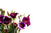 paarse bloem grens