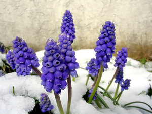 Grape Hyacinth in Snow