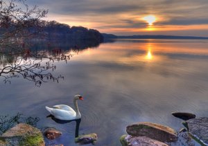 Swan in Sunset - HDR