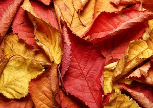 Texture - Autumn leafs: 