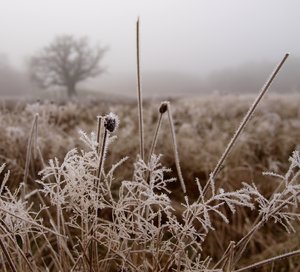 Frost and mist: 
