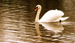 Reflected Swan