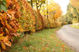 Autumn Lane: 
