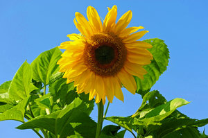 Sunflower Sunshine 4