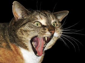 Horrified kat: 