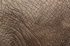 Elephant Skin