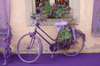 lavendel fiets