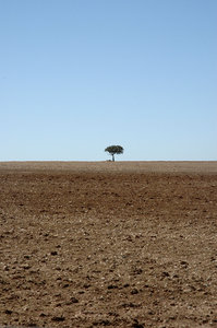 De lonliest boom