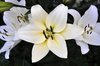 Witte Lilium