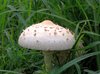  "Shaggy Mane " Mushroom