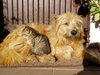 hond en kat