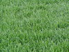 groen gras