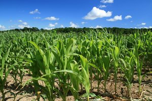 Corn (maize) crop