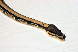 Slang python