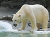Ijsbeer.