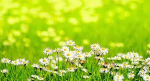 Daisies in sunny meadow