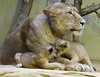 Good Morning Kids! (Lion Mom)