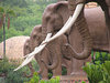 Elephant Standbeelden