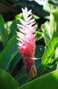 Roze tropische bloemen