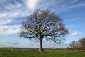 Tree in winter 1